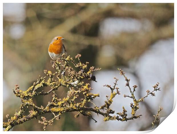 Robin perched on a tree branch Print by mark humpage