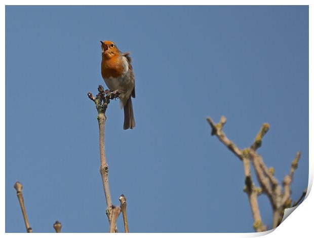 Robin perched on a tree branch singing Print by mark humpage