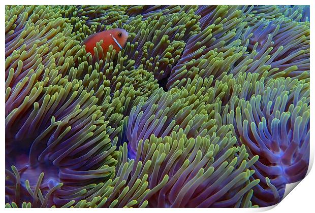 Clown fish hiding in soft coral Print by mark humpage