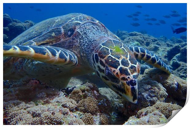 Green turtle close up underwater  Print by mark humpage