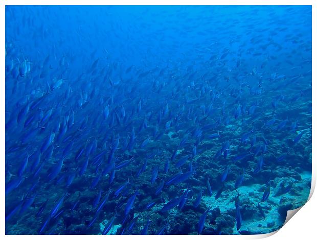 School of fish underwater in Maldives Print by mark humpage