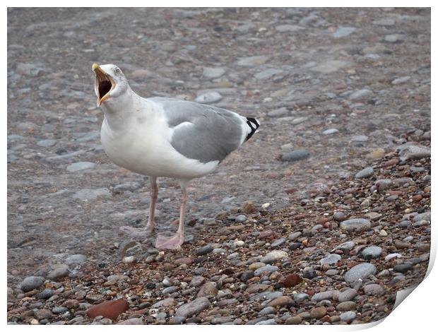 Seagull calling on a rocky beach in Brixham Print by mark humpage