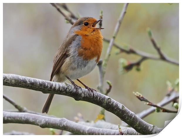 Robin singing perched on tree branch Print by mark humpage