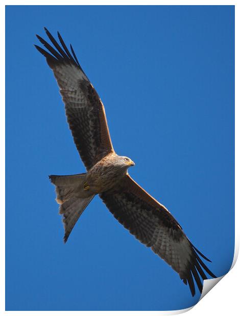 Red Kite close up flying in blue sky Print by mark humpage