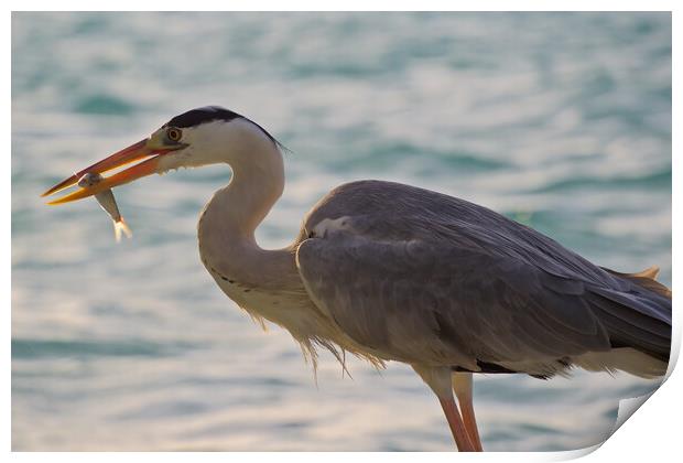 Heron with fish in mouth in Maldives Print by mark humpage