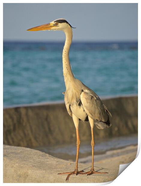 Heron standing next to water in Maldives Print by mark humpage