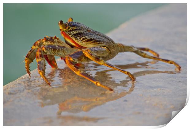 Crab sitting next to water in Maldives Print by mark humpage