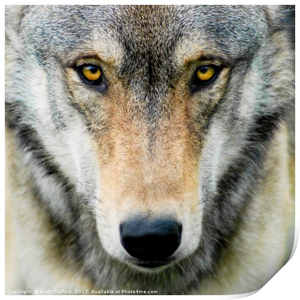 Wolf Print by Brett Trafford