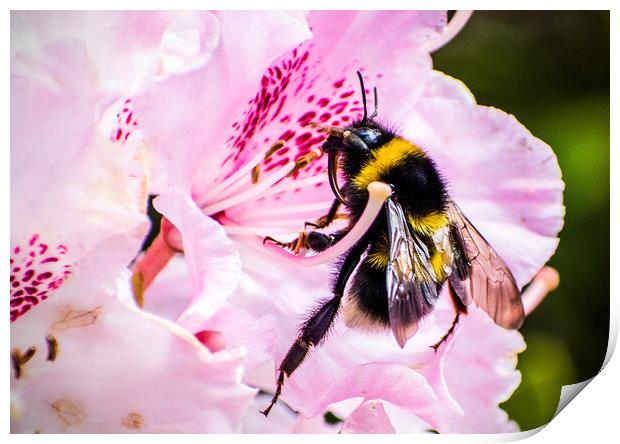 Bumblebee on Rhododendron flower. Print by Peter Jarvis