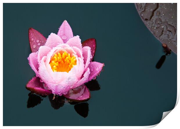 Water Lily Print by Peter Jarvis