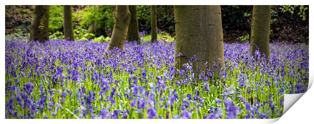 Bluebell Wood Print by Peter Jarvis