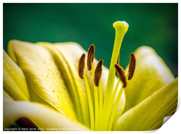 Lily Print by Peter Jarvis