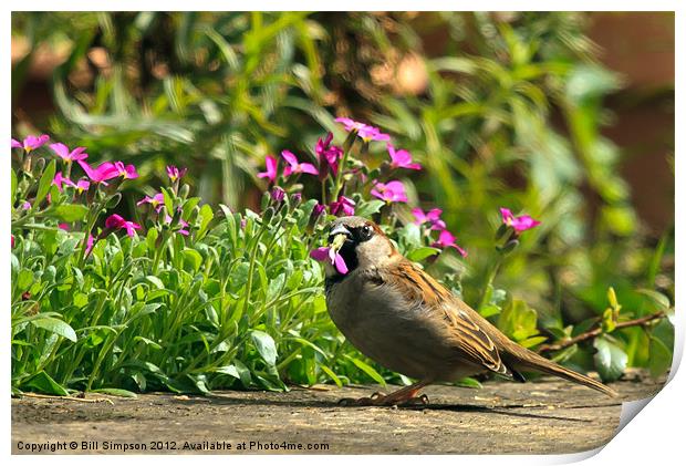 Sparrow Eating Aubretia Print by Bill Simpson