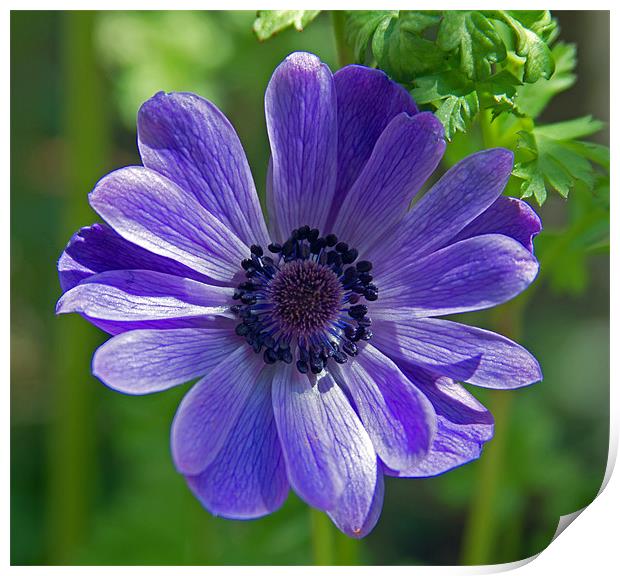 Violet Blue Anemone Print by Bill Simpson