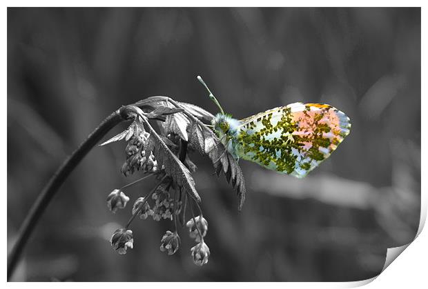 Orange Tip Butterfly Black White Print by Bill Simpson