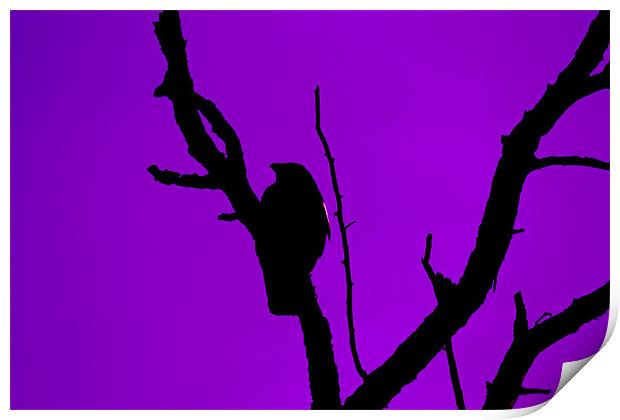 Crow silhouette against Purple Sky Print by Bill Simpson