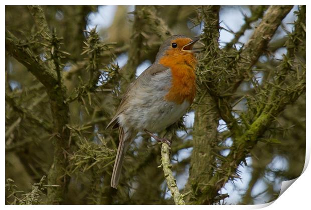 Robin Singing in the Trees Print by Bill Simpson