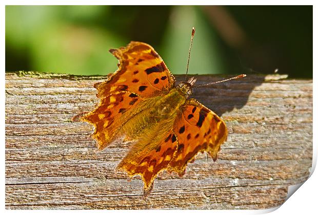 Comma Butterfly Polygonia C-Album Print by Bill Simpson