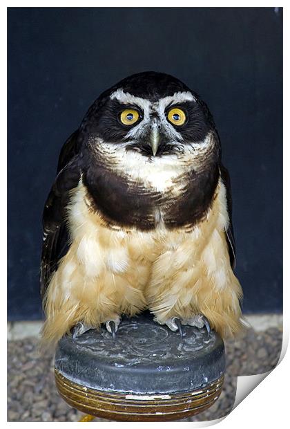 Spectacled Owl #1 Print by Bill Simpson