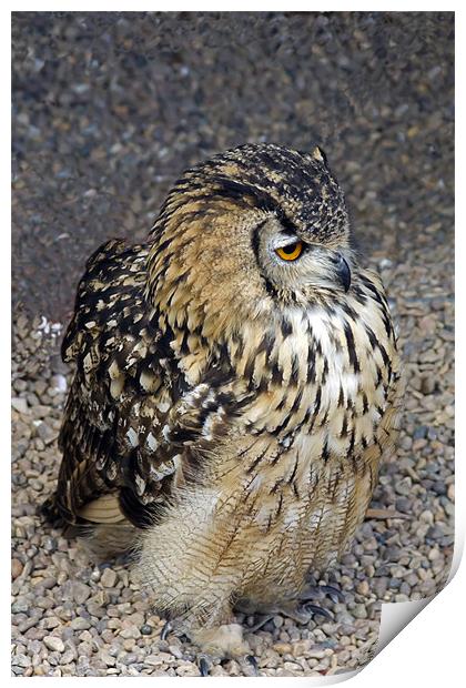 Eurasian Eagle-Owl Print by Bill Simpson