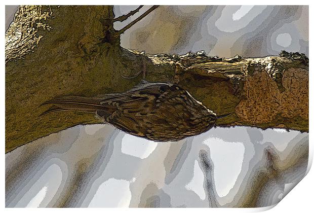 Treecreeper poster edge effect Print by Bill Simpson