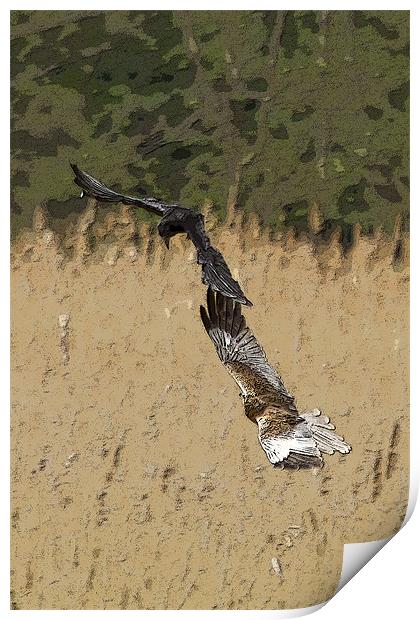 Marsh Harrier and Crow Print by Bill Simpson