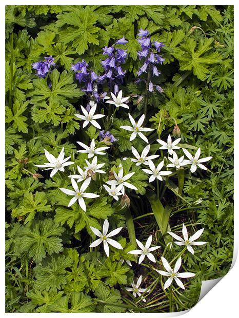 Bluebells and Star of Bethlehem Print by Bill Simpson