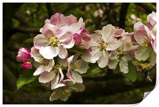 Apple Blossom Print by Bill Simpson