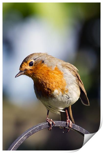 Robin Portrait 2 Print by Bill Simpson