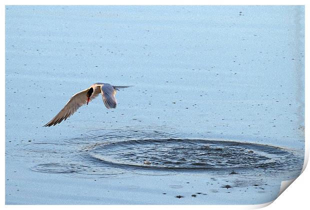 Common Tern Fishing Watercolour Effect Print by Bill Simpson