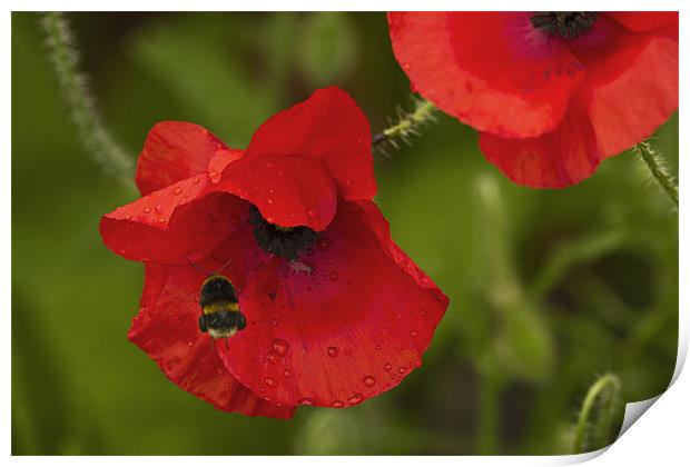 Poppy and Bee Print by Bill Simpson