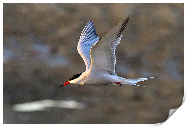 Common Tern Watercolour Texture Print by Bill Simpson