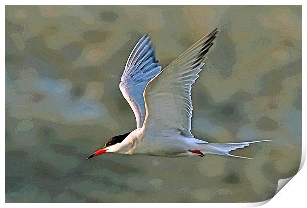 Common Tern Watercolour Texture 2 Print by Bill Simpson