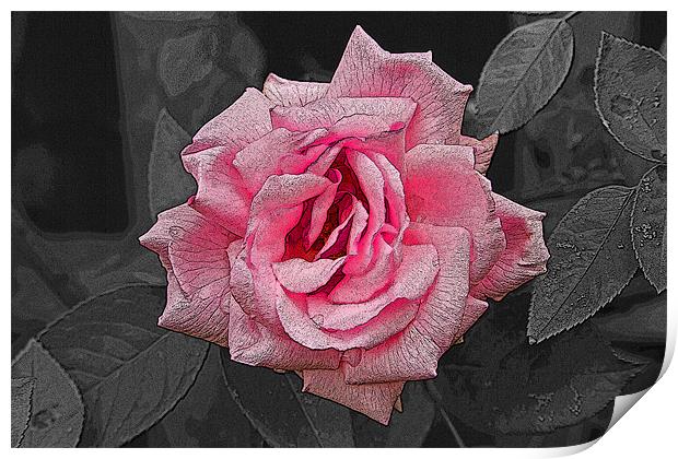 Single Pink Rose with texture Print by Bill Simpson