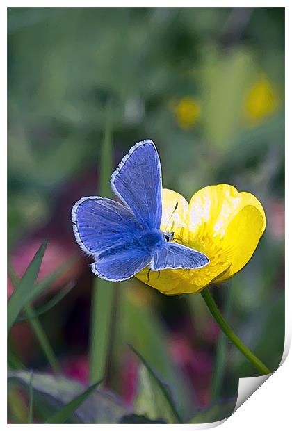 Common Blue Butterfly and Buttercup Print by Bill Simpson