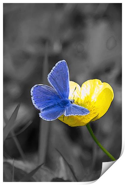Common Blue Butterfly and Buttercup Print by Bill Simpson