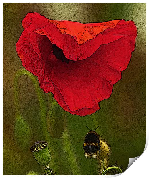Bumble Bee and Poppy Print by Bill Simpson
