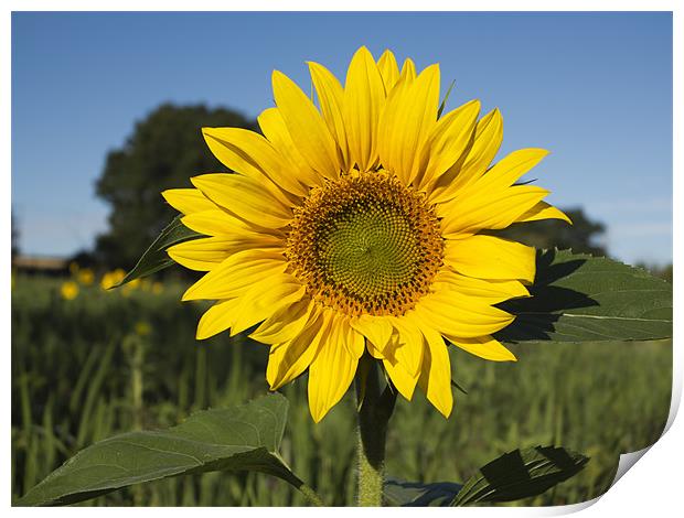 Single Sunflower Print by Bill Simpson