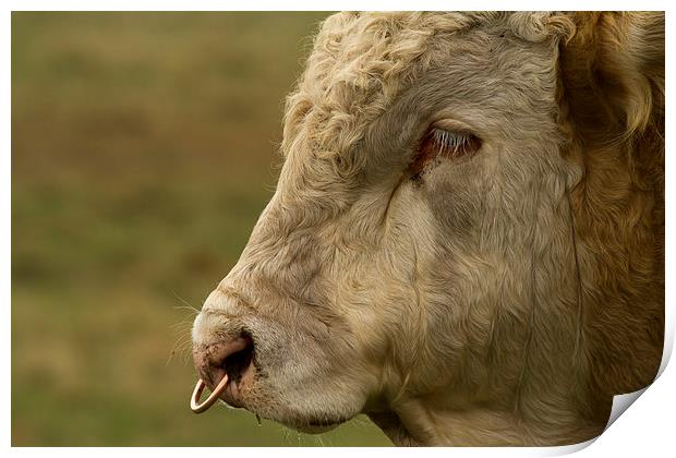 Close Portrait of a Bull Print by Bill Simpson