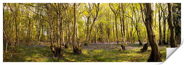 Reydon Woods and Bluebells 1 Print by Bill Simpson