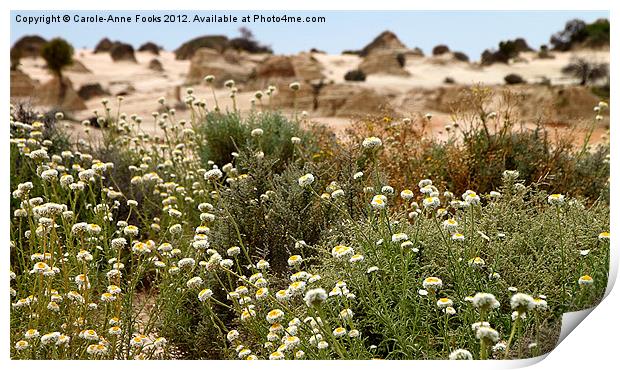 Wildflowers at Mungo Print by Carole-Anne Fooks