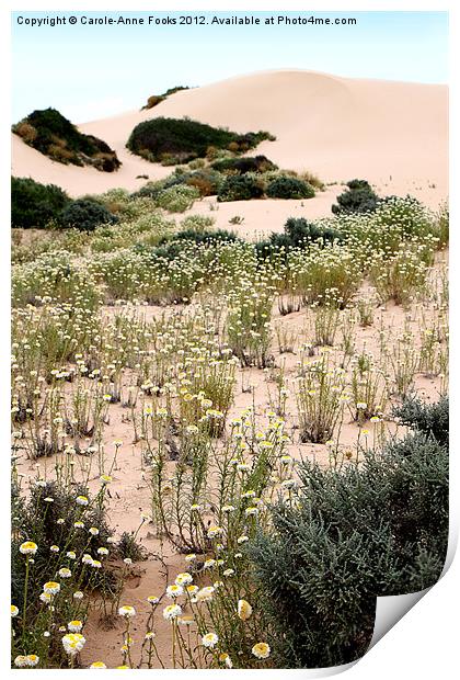 Dunes & Wildflowers at Mungo Print by Carole-Anne Fooks