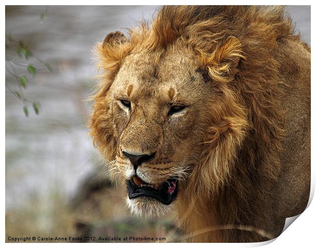 Large Male Lion Print by Carole-Anne Fooks