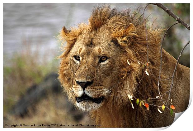 Large Male Lion Looking Intently Print by Carole-Anne Fooks