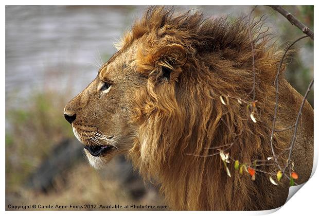 Large Male Lion Emerging from the Bush Print by Carole-Anne Fooks
