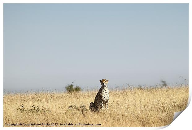 Large female Cheetah Print by Carole-Anne Fooks