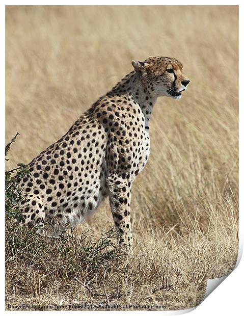 Cheetah Searching for Prey Print by Carole-Anne Fooks