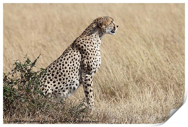 Cheetah Searching for Prey Print by Carole-Anne Fooks