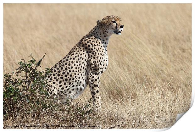 Cheetah Searching for Prey Print by Carole-Anne Fooks