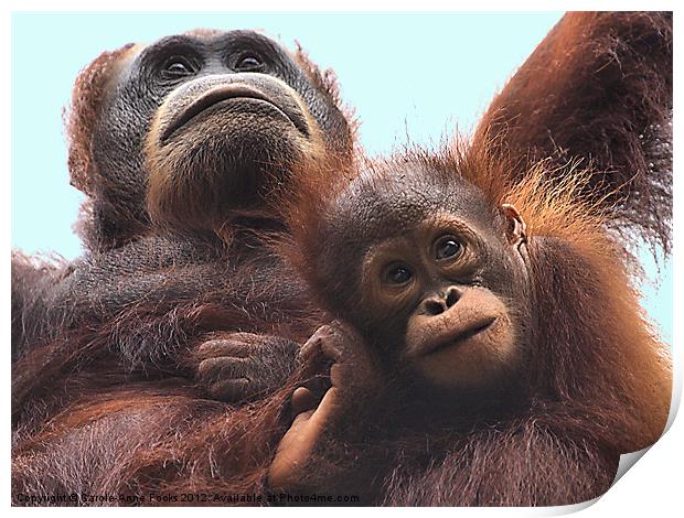 Mother and Baby Orangutan Borneo Print by Carole-Anne Fooks